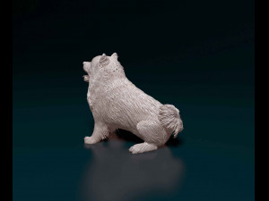 Pomeranian Modello di stampa 3D