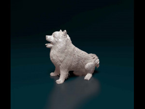 Pomeranian Modello di stampa 3D