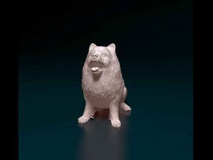 Pomeranian Modello di stampa 3D