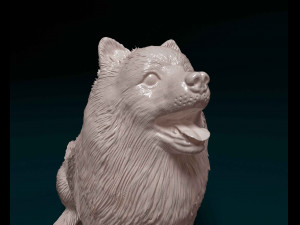 Pomeranian Modello di stampa 3D