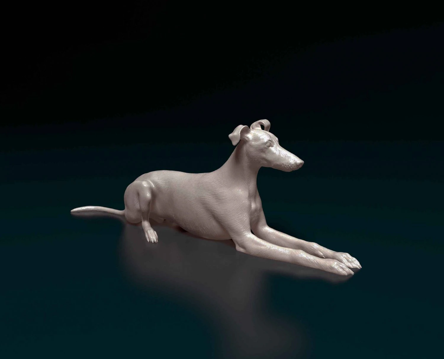 Saluki x Greyhound 3D Print Model .c4d .max .obj .3ds .fbx .stl .blend