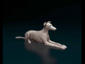 Saluki x Greyhound 3D प्रिंट मॉडल