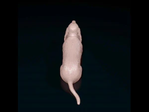 Basset Hound dog 3D Print Model