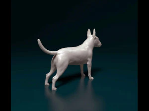 Bull terrier female 3D Print Model