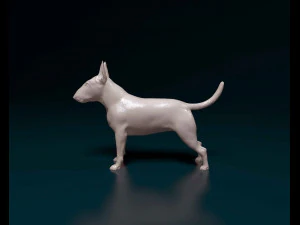 Bull terrier female 3D Print Model