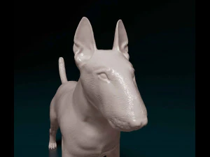 Bull terrier female 3D Print Model