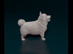 Pomeranian dog 3D printmodel