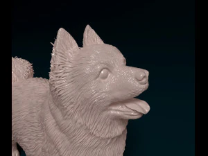 Pomeranian dog 3D Print Model