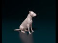 Staffordshire bull terrier 6 3D प्रिंट मॉडल