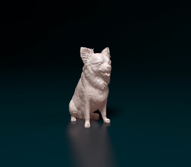 Chihuahua long haired 4 3D Принт Модель .c4d .max .obj .3ds .fbx .stl .blend 