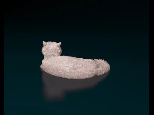 Persian Cat 3D Print Model