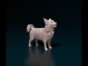 Chihuahua Long haired 06 3D Print Model