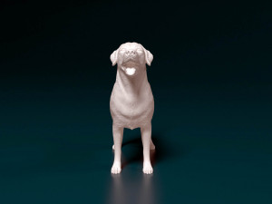 Labrador 04 Model Cetak 3D