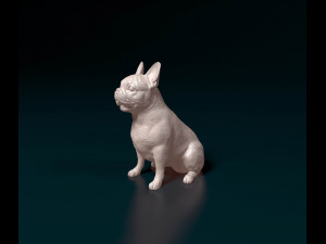 French bulldog 011 Modèles 3D en vedette