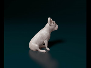 French bulldog 012 Modèles 3D en vedette