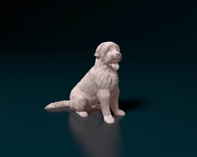 Catalan Sheepdog Modelo de Impressão 3D .c4d .max .obj .3ds .fbx .stl .blend 
