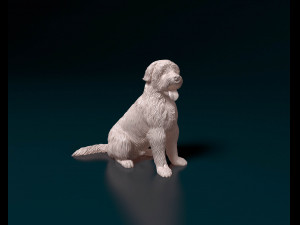 Catalan Sheepdog 3D Print Model