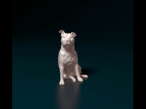 Staffordshire Bull terrier 07 3D Принт Модель