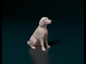 Labradoodle 3D-Druckmodell