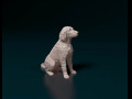Labradoodle 3D प्रिंट मॉडल