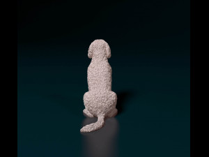 Labradoodle 3D Baskı Modeli
