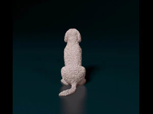 Labradoodle 3D Print Model