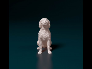 Labradoodle 3D Baskı Modeli
