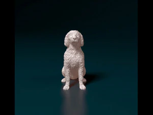 Labradoodle 3D Print Model