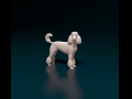 Poodle 05 3D प्रिंट मॉडल