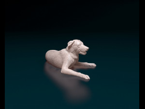 Border Collie 05 Modèles 3D en vedette