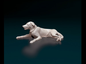 Border Collie 05 3D 打印模型