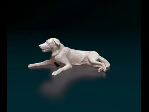 Border Collie 05 3D Print Model