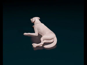 Border Collie 05 3D Print Model