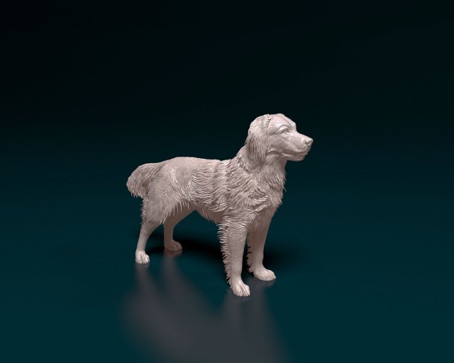 Kooikerhondje Modelo de Impressão 3D .c4d .max .obj .3ds .fbx .stl .blend 