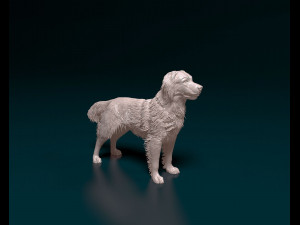 Kooikerhondje 3D Print Model