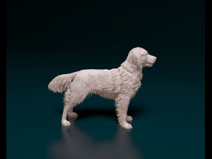 Kooikerhondje Modelo de Impressão 3D