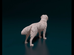 Kooikerhondje Modelo de Impressão 3D