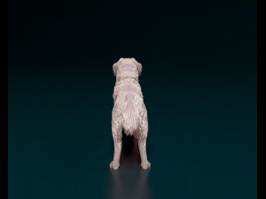 Kooikerhondje Modelo de Impressão 3D