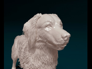 Kooikerhondje Modelo de Impressão 3D