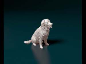 Stabyhoun dog 3D Print Model