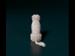 Stabyhoun dog 3D Print Model