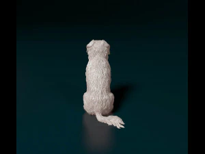 Stabyhoun dog 3D Print Model