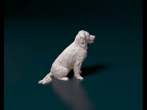 Stabyhoun dog 3D Print Model