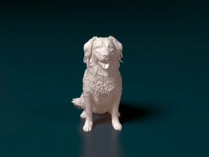 Stabyhoun dog 3D Print Model