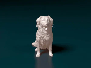 Stabyhoun dog 3D Print Model
