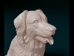 Stabyhoun dog 3D Print Model