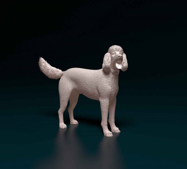 Poodle 06 Model Cetak 3D .c4d .max .obj .3ds .fbx .stl .blend 