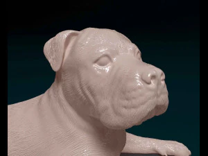 American Pit bull 010 3D Print Model