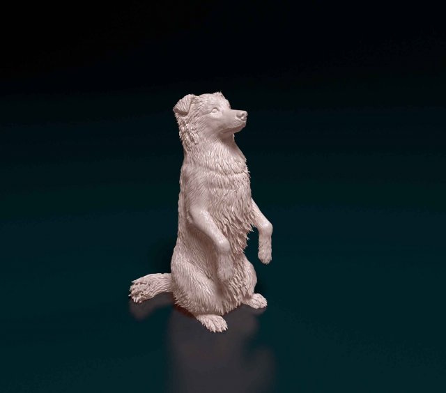 Australian Kelpie Modelo de Impressão 3D .c4d .max .obj .3ds .fbx .stl .blend 