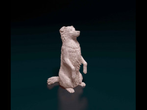 Australian Kelpie Modèles 3D en vedette